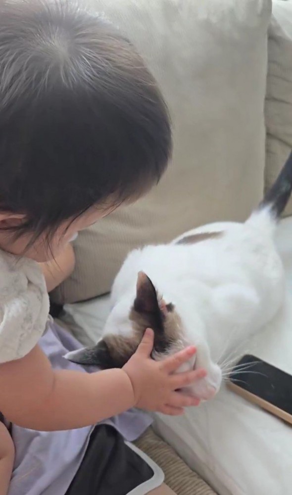 赤ちゃんと猫