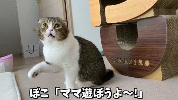 前足を上げる猫