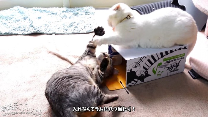 猫パンチする2匹の猫