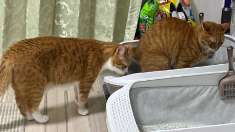 トイレをしている猫と見守る猫