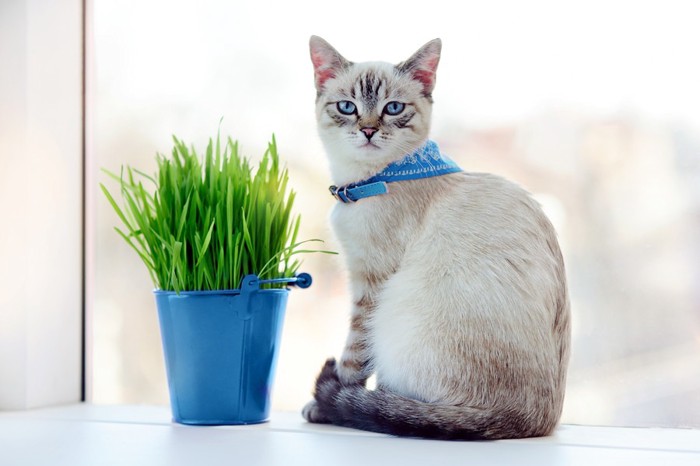 スカーフ付きの首輪をする猫