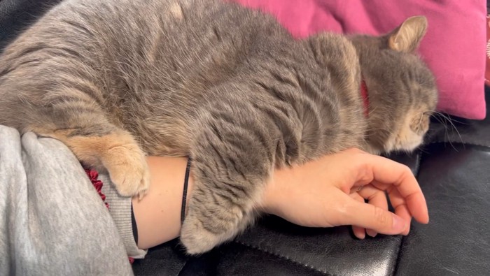 人の腕に抱きつく猫