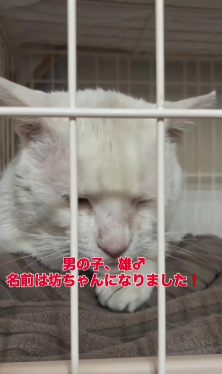 ケージの中の猫