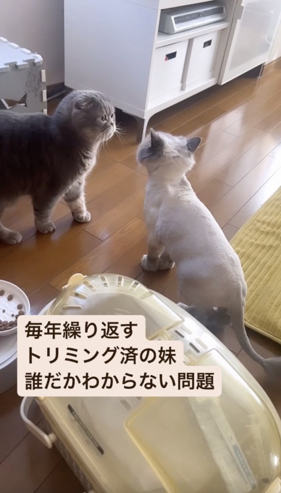 妹猫だと気づく猫