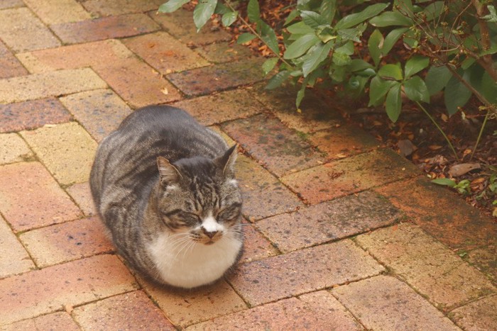 香箱座りをする猫