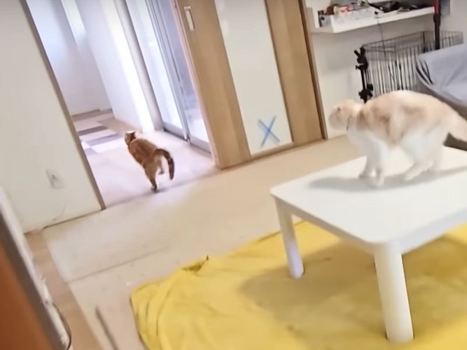 走っていく猫