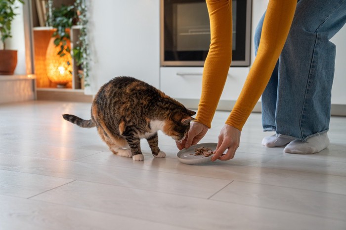 飼い主が出したフードを見つめる猫