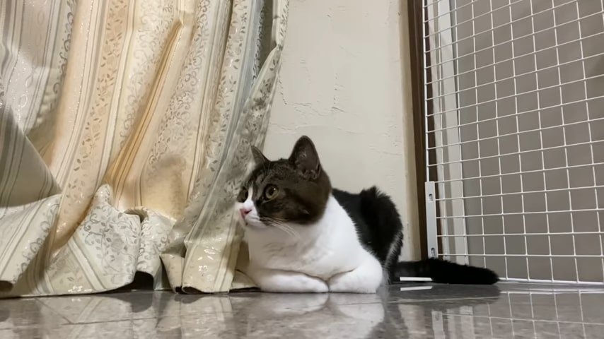 香箱座りの猫