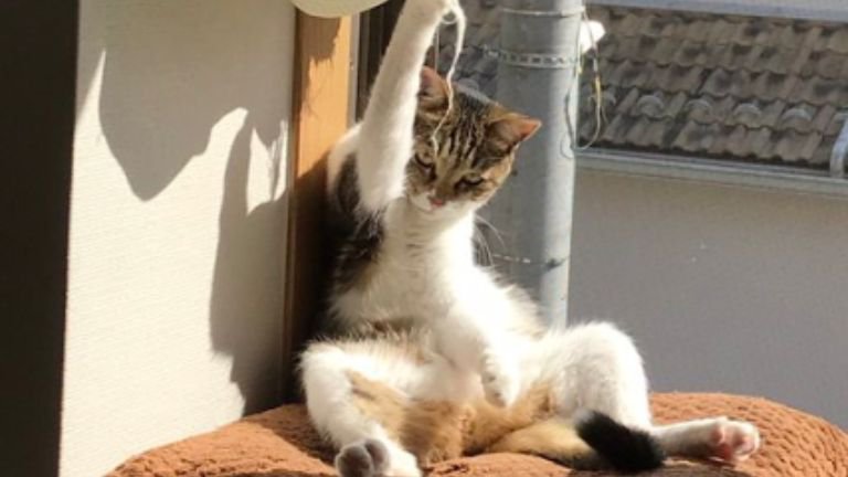 窓際にいる猫