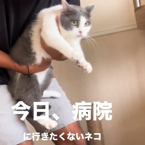 抱っこされる猫