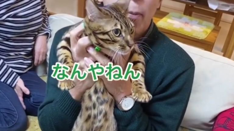 男性に抱きあげられている猫