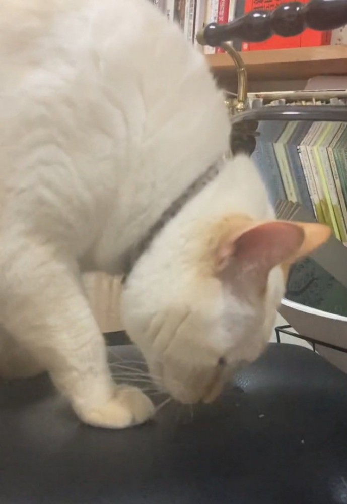 名残惜しそうな猫