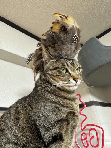 横から見た猫