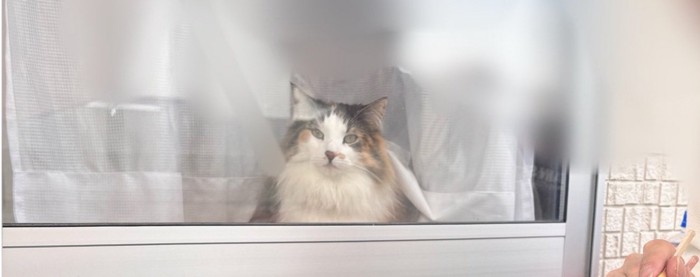 窓の向こうのみかんちゃん