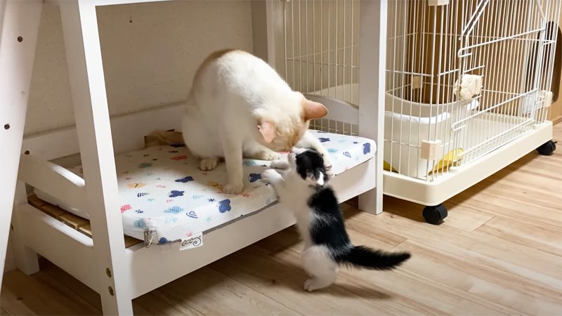 やんちゃな子猫を諭すチロちゃん