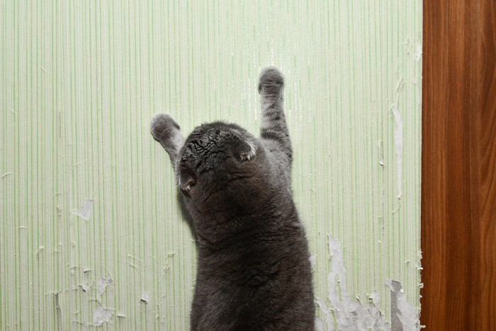 壁に爪とぎをする猫
