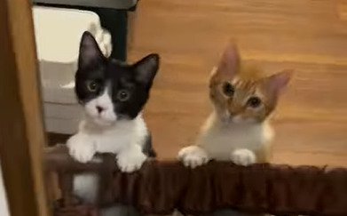 2匹の猫のアップ