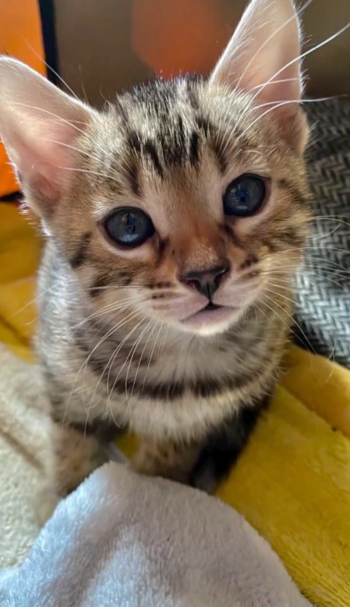 カメラを見つめる子猫の写真
