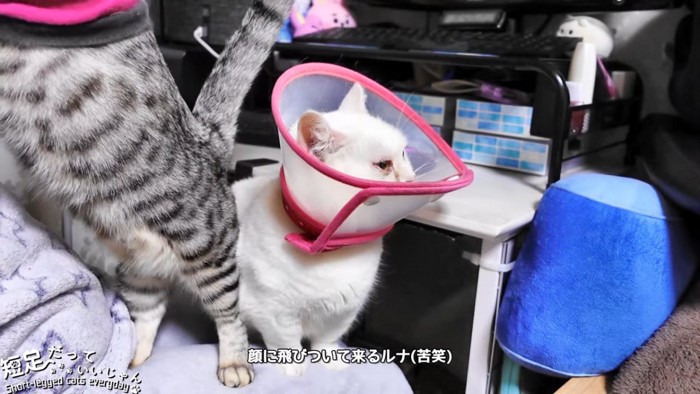 立つ猫