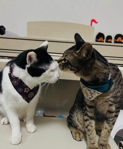 白黒猫の顔を匂うキジトラ猫