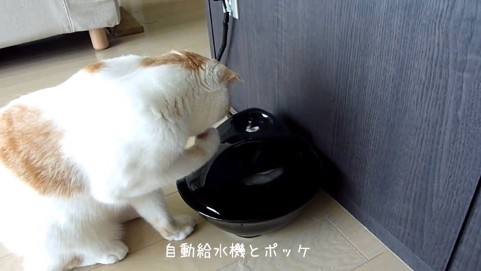 前足を舐める猫