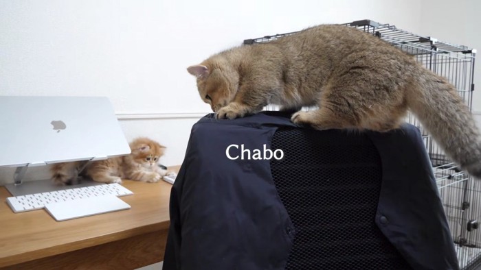 背もたれに乗るちゃぼさん