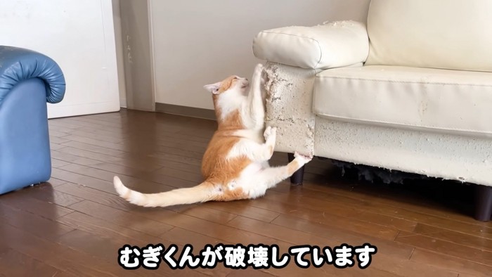 ソファをひっかくむぎくん