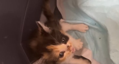 見上げる三毛子猫