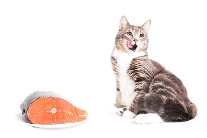 鮭の切り身のそばで座っている猫