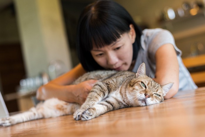 猫を構う飼い主さん