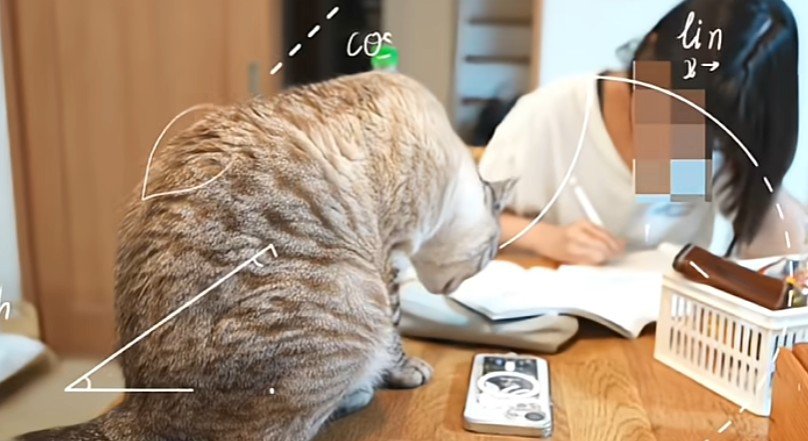 机を嗅ぐ猫
