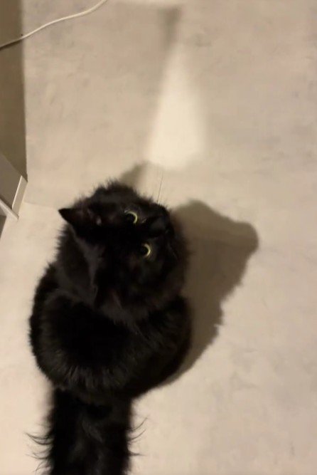 座っている黒猫