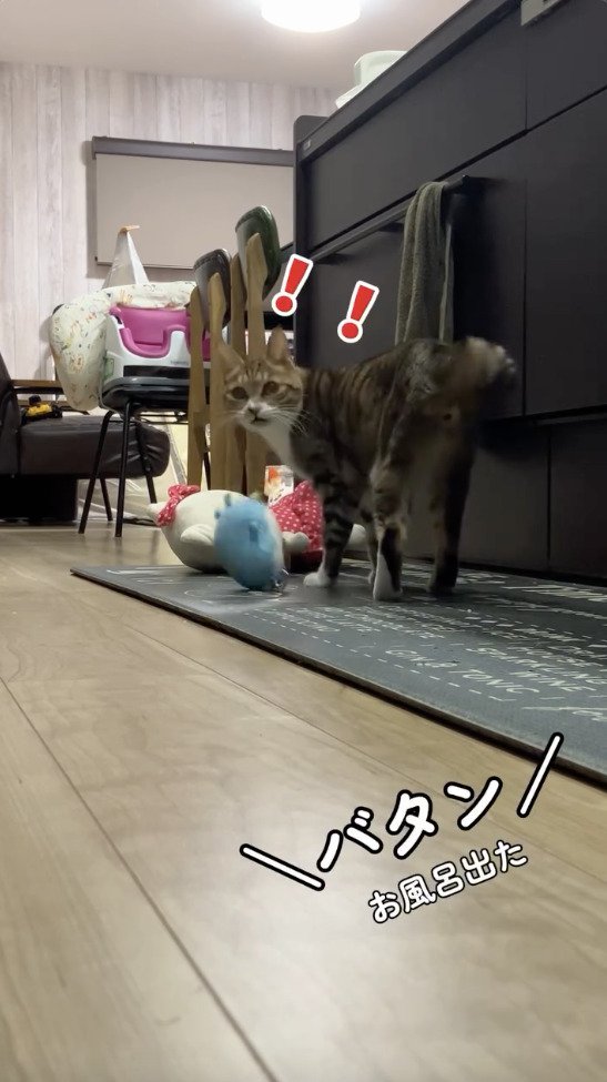 お風呂の扉の音に反応する猫