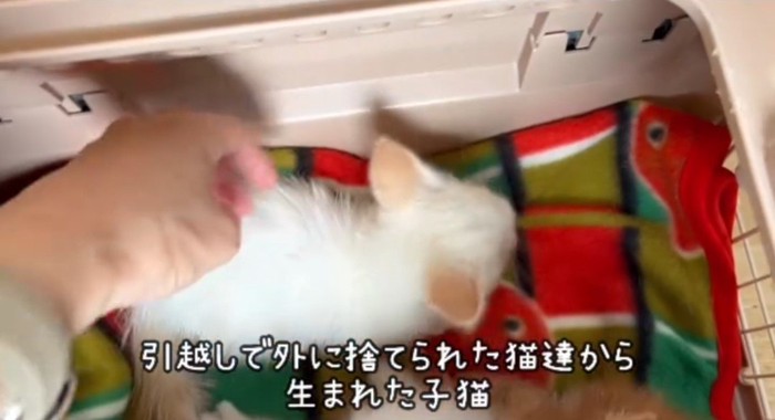 キャリーの中の子猫