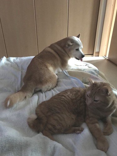 犬と猫