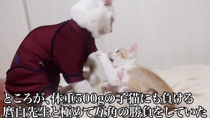 向かう猫