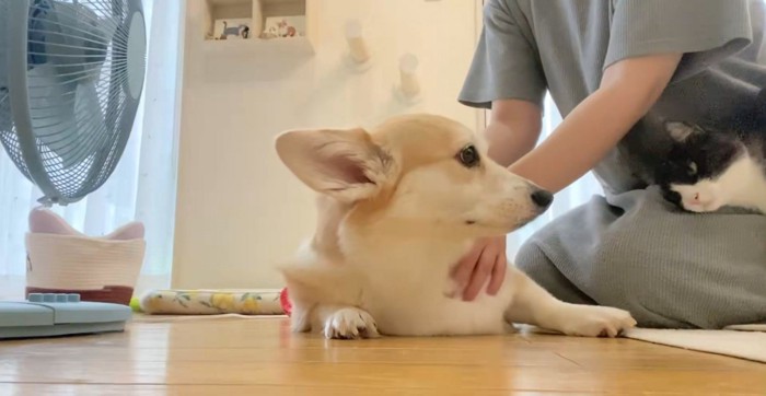なでられる犬と顔を出す猫