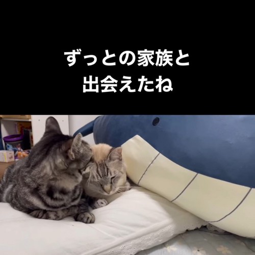 顔を寄せ合う2匹の猫