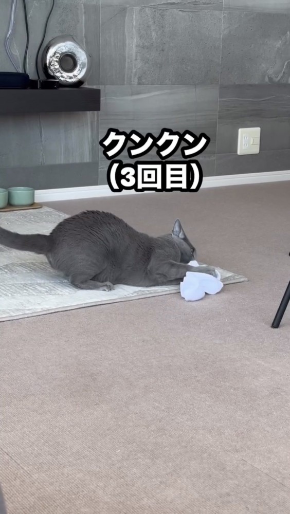 靴下のニオイを嗅ぐ猫