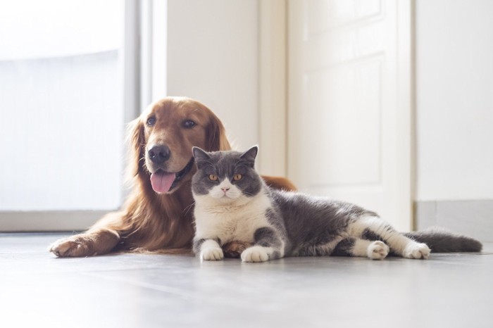 犬と猫