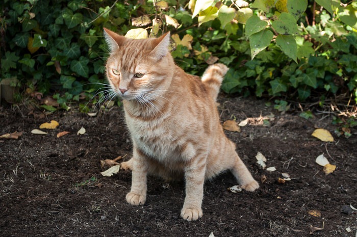 外でおしっこする猫