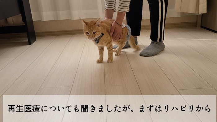 支えられ立つ猫