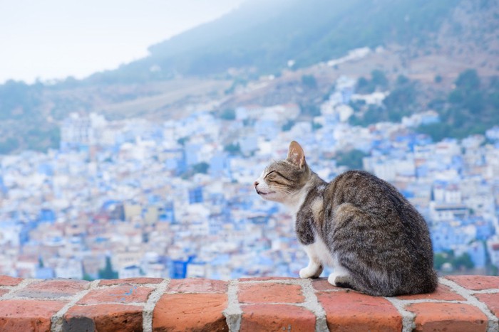 海外の景色でくつろぐ猫