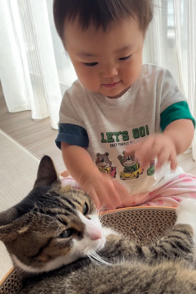 不機嫌そうな猫の顔