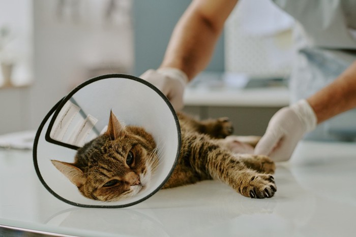 診察される猫