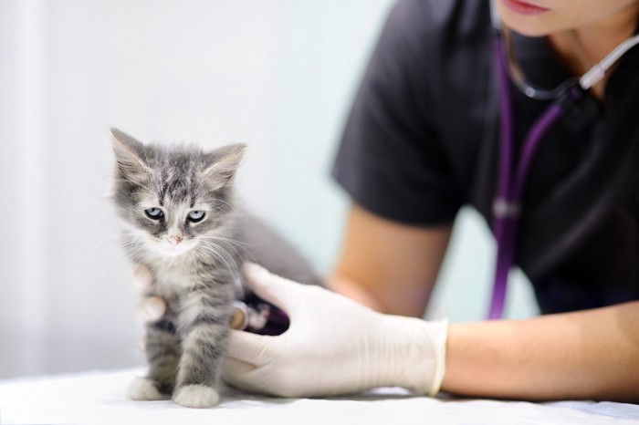 診察台の上の子猫