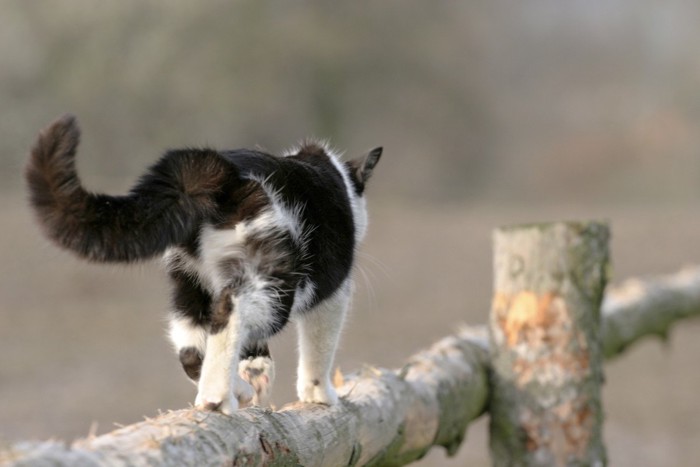 どこかへいく猫