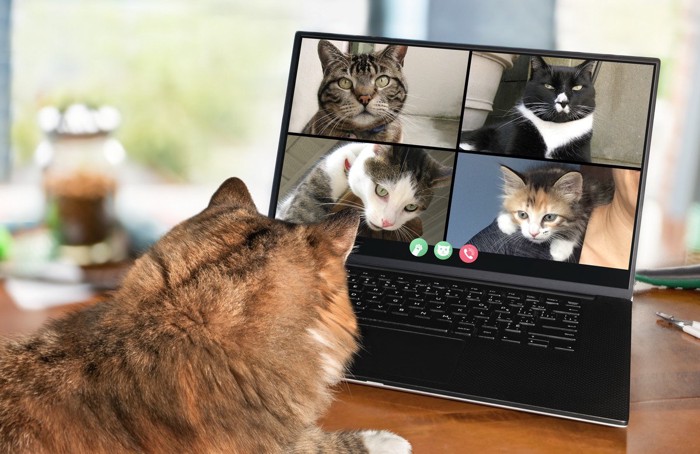 パソコン上で猫の写真を見る猫