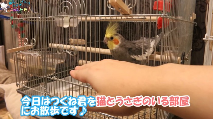 カゴから出ようとするインコ