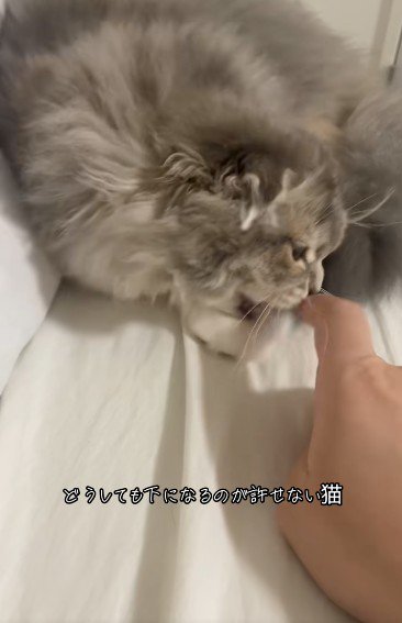 人の指を噛んでいる猫
